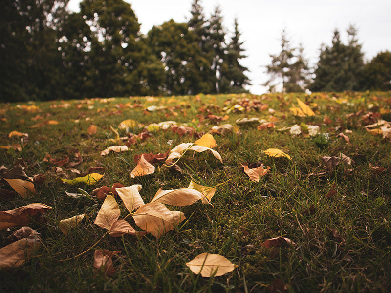 Blow The Leaves Away This Autumn – Our guide to blowers
