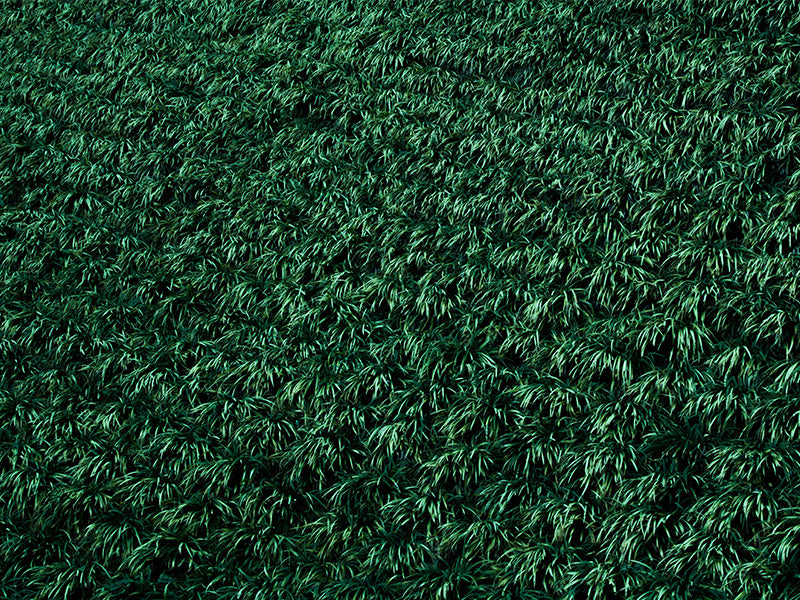 What is the perfect grass for the Sunshine Coast?