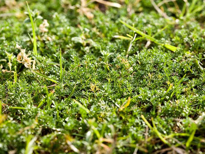 It’s Bindi Season on The Sunshine Coast - Here is What You Need To Know