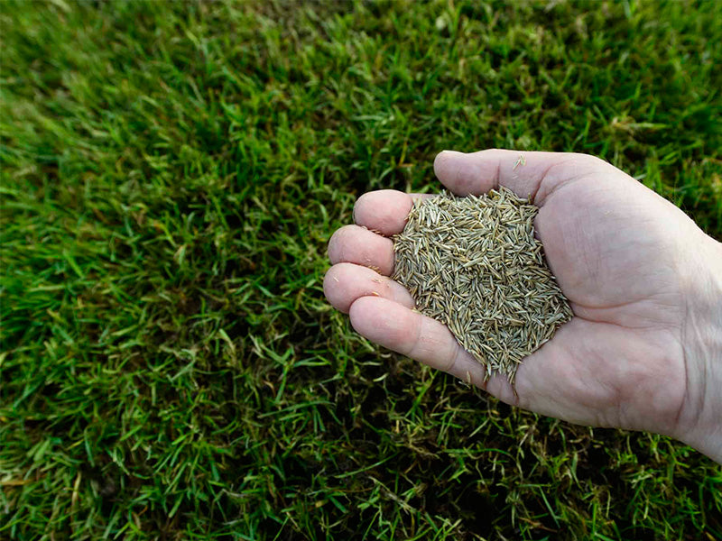 Fertilising Your Lawn This Summer