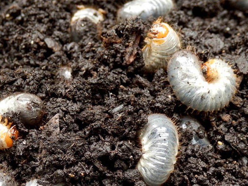 Lawn damage: it’s a grubby problem!