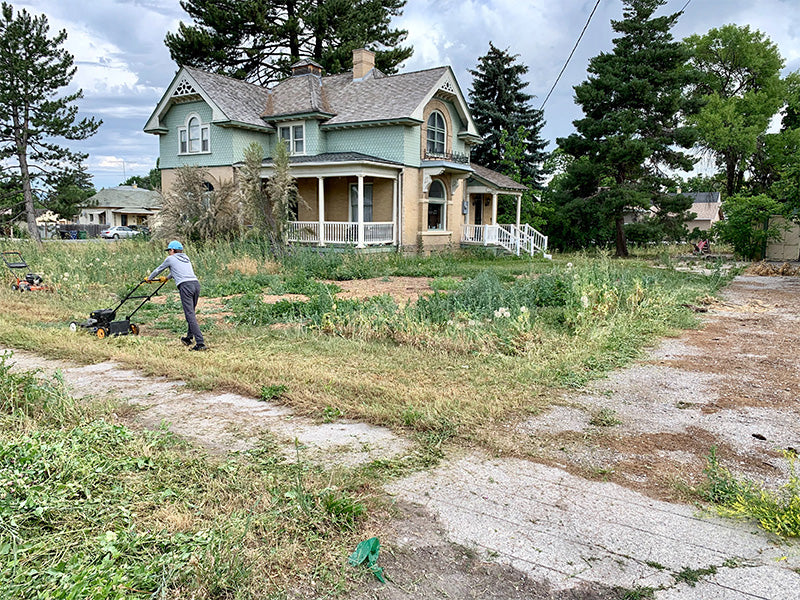 Lawn and weeds maintenance in winter