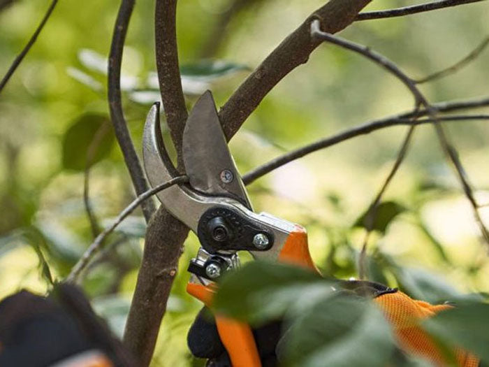 Pruning Your Garden
